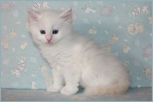 Male Siberian Kitten from Deedlebug Siberians